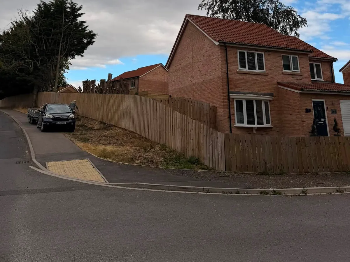 Overgrown conifer hedge line cut back along a boundary