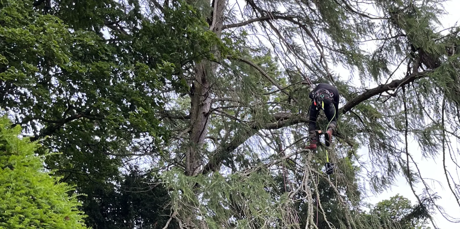 Arborist working high in the canopy of a mature tree